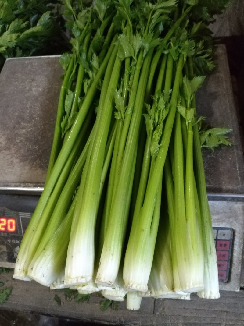 正宗章丘鲍芹，质量好价格低对接电商酒店市场