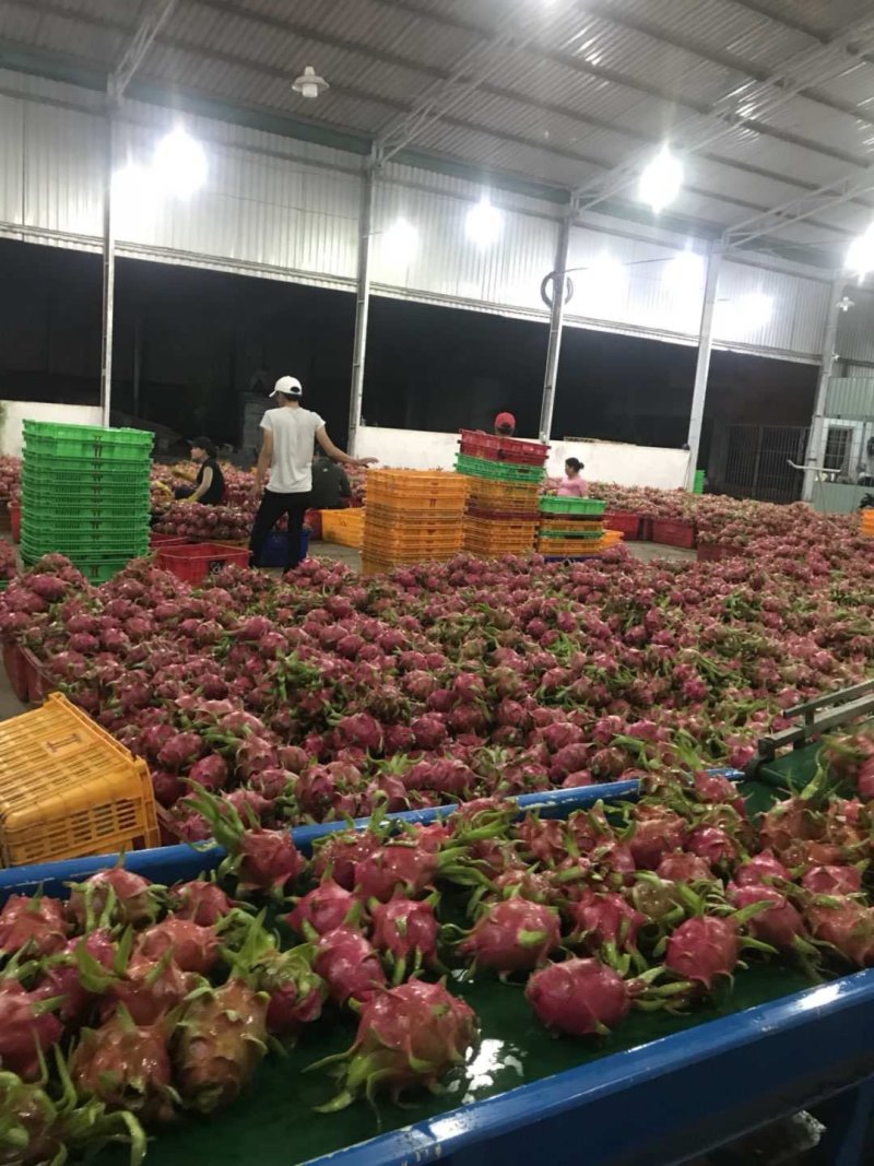 越南一级白心火龙果产地直供