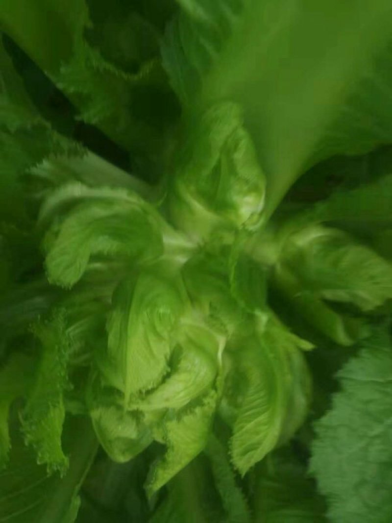 儿菜