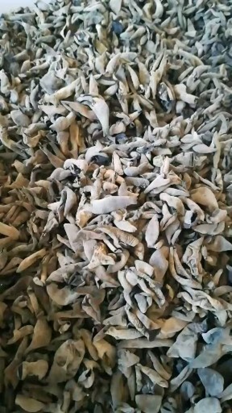 黑山秋耳卷菜无根肉质黑厚1.0-1.2