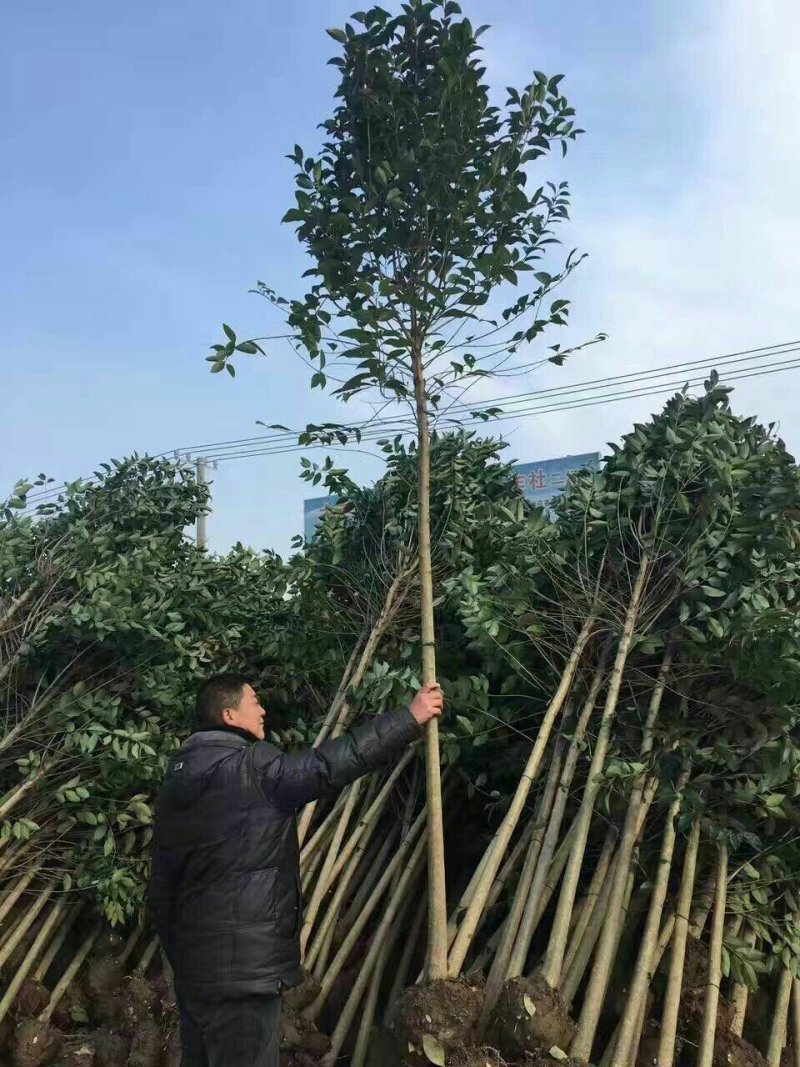 大叶女贞3一4一5一6一8一10公分大叶女贞，