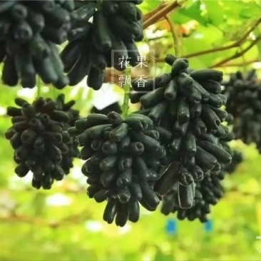 蓝宝石葡萄苗基地直销无中介保证纯度成活率