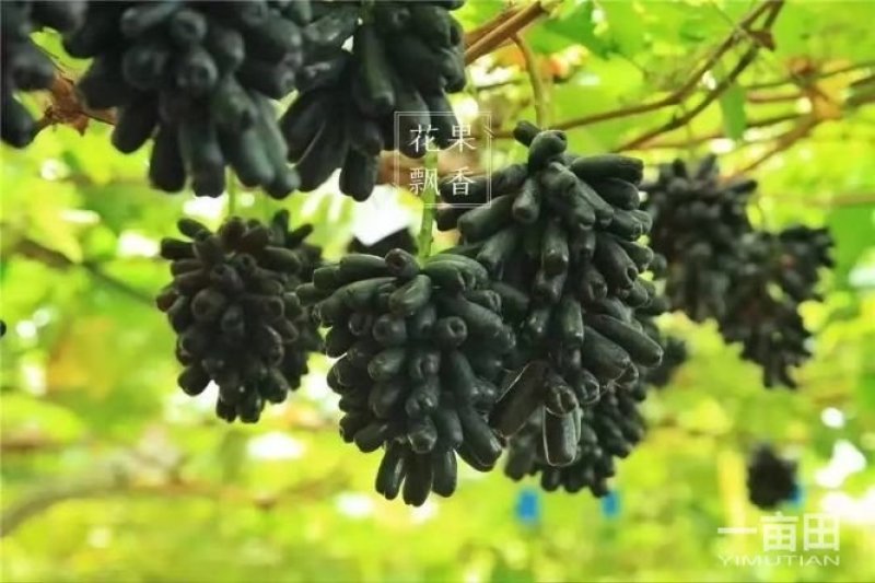 蓝宝石葡萄苗基地直销无中介保证纯度成活率