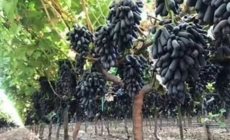 蓝宝石葡萄苗基地直销无中介保证纯度成活率