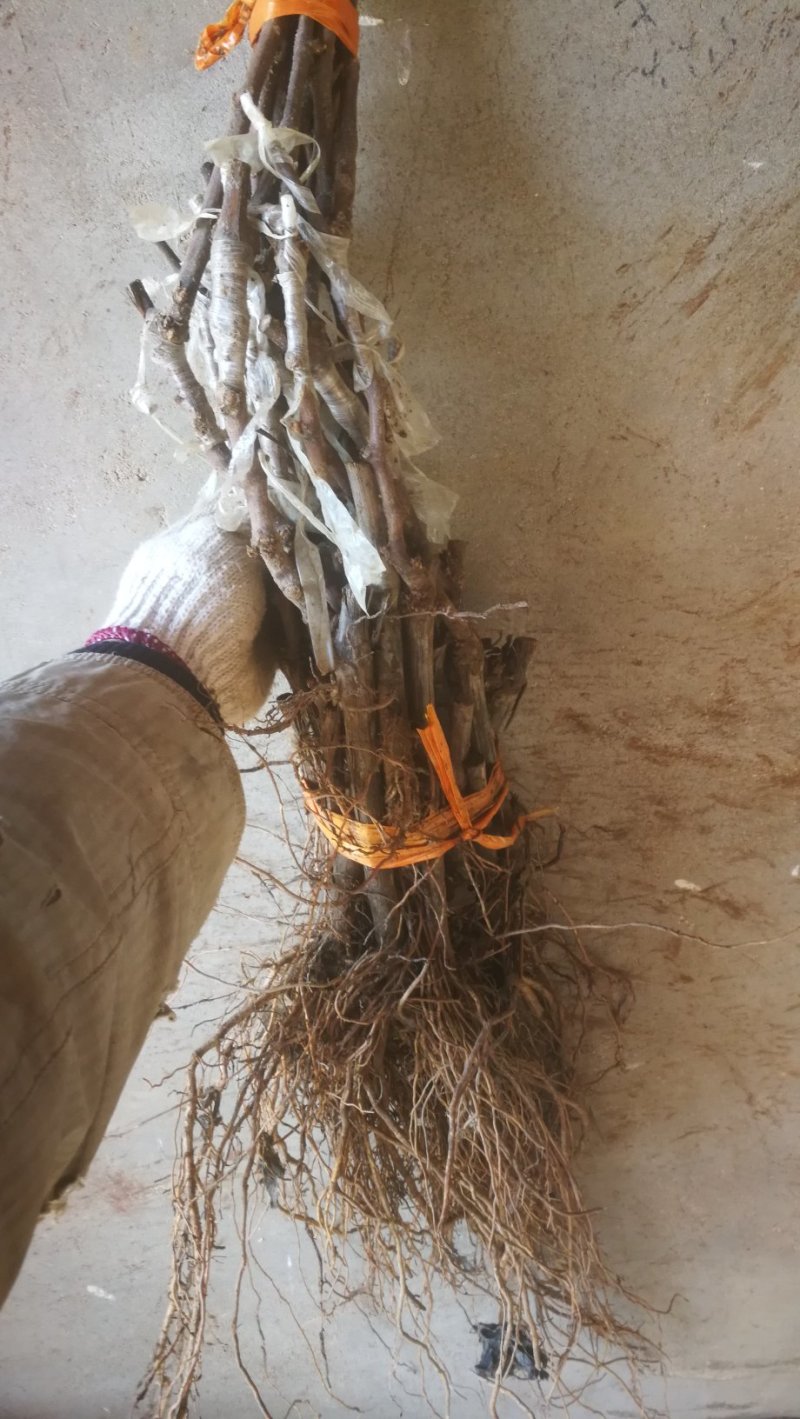 蓝宝石葡萄苗基地直销无中介保证纯度成活率