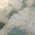 【精】郑研松宝65菜花种子，花球大，产量高