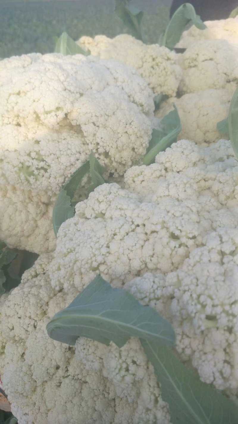 【精】郑研松宝65菜花种子，花球大，产量高