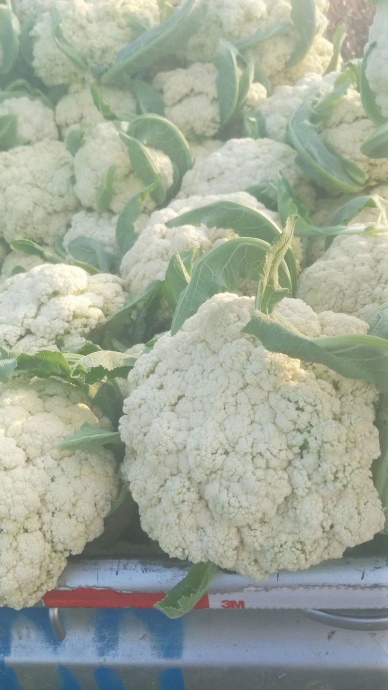 【精】郑研松宝65菜花种子，花球大，产量高