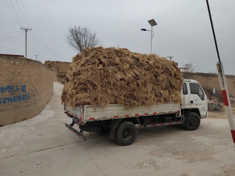 【精品】红葱大葱一手货源产地直发量大从优