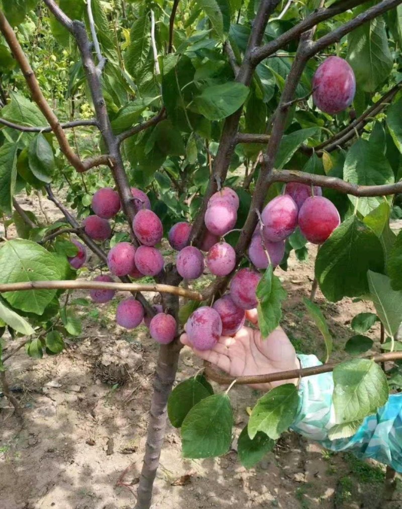 [热卖新品种塔尔玛西梅苗]兰蜜，莫妮卡，艾琳娜西梅苗