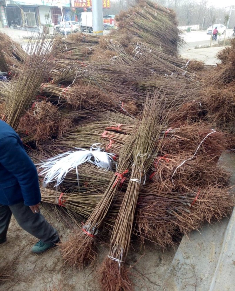 [热卖新品种塔尔玛西梅苗]兰蜜，莫妮卡，艾琳娜西梅苗