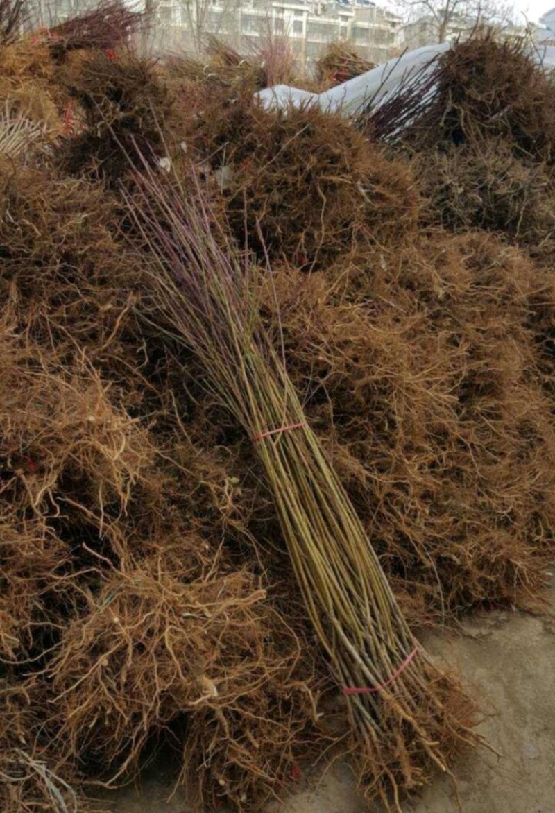 [热卖新品种塔尔玛西梅苗]兰蜜，莫妮卡，艾琳娜西梅苗