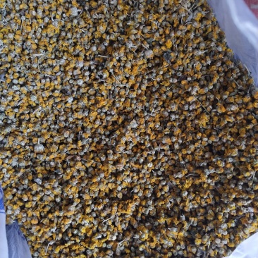 野菊花精品