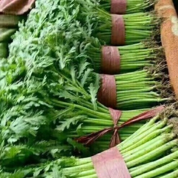 筒蒿