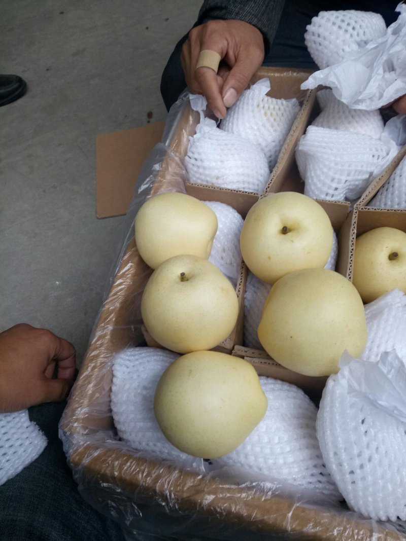 皇冠梨《新梨》大量下树了，一级，二级果，通货大量有现货