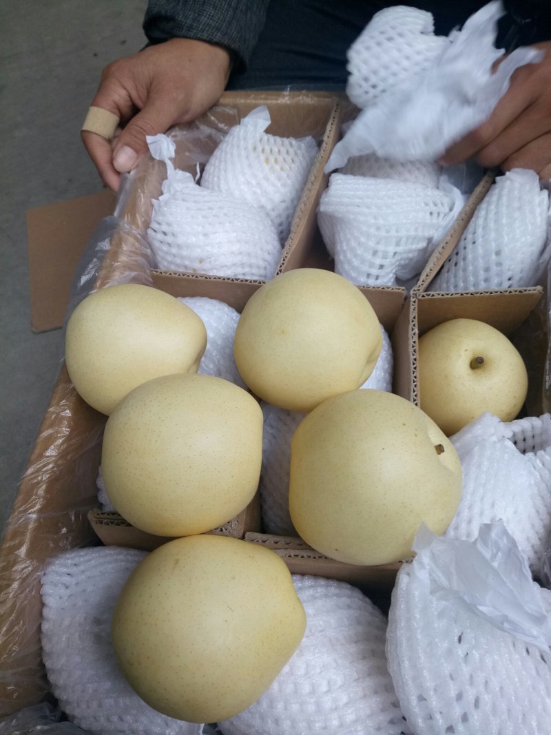 皇冠梨《新梨》大量下树了，一级，二级果，通货大量有现货