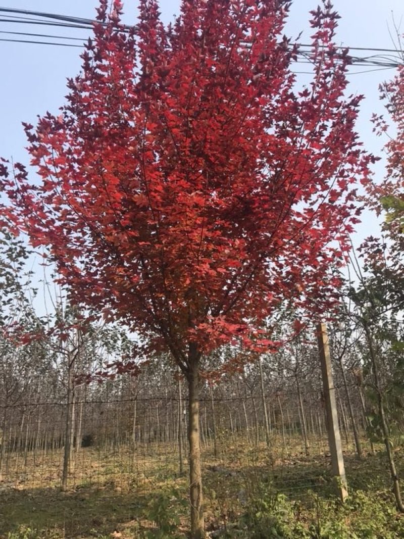 美国红枫【红点】树型饱满，枝条匀称，树型1级精品