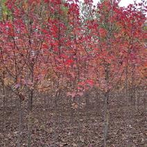 美国红枫【红点】树型饱满，枝条匀称，树型1级精品