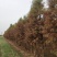 落羽杉，中山杉，水杉