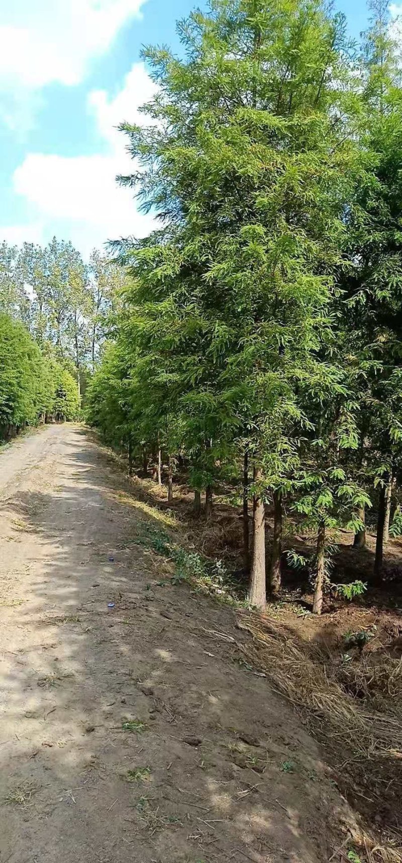 落羽杉，中山杉，水杉