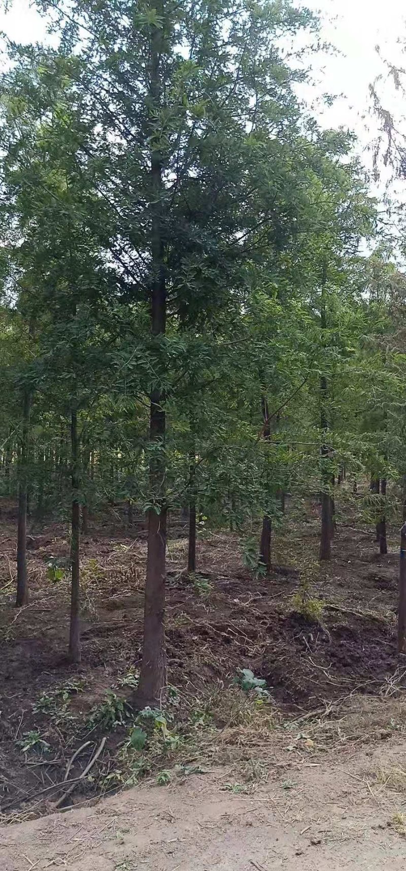 落羽杉，中山杉，水杉