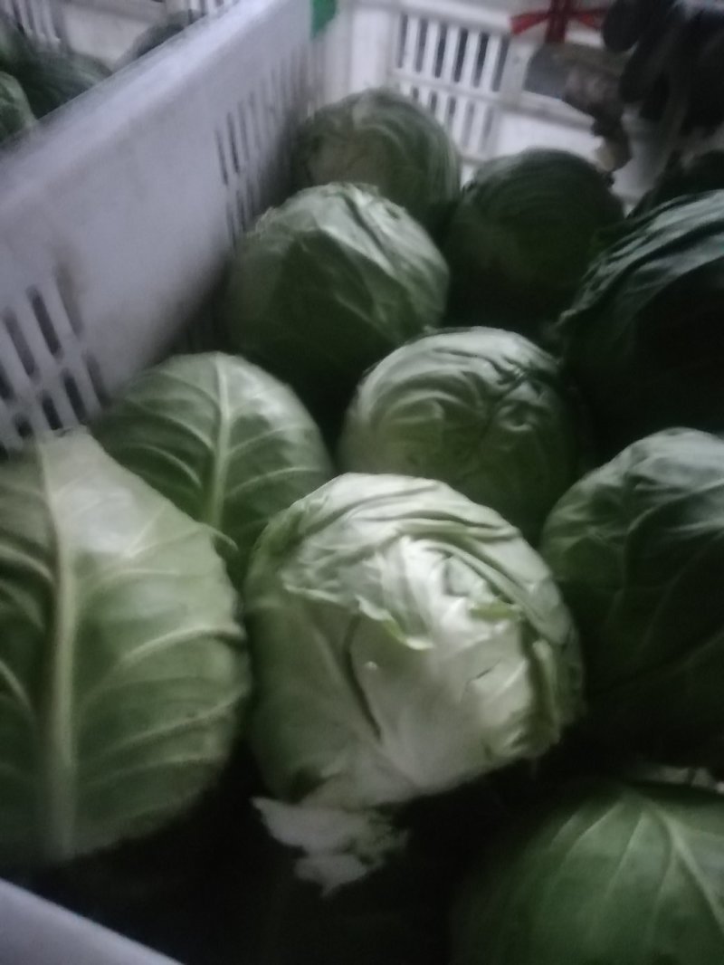 万亩甘蓝菜大量上市了，可协助配车等一条龙服务