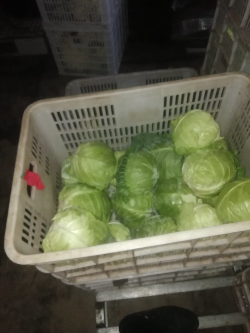 万亩甘蓝菜大量上市了，可协助配车等一条龙服务