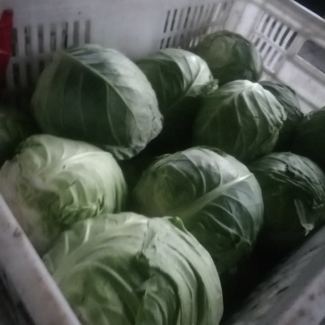 万亩甘蓝菜大量上市了，可协助配车等一条龙服务