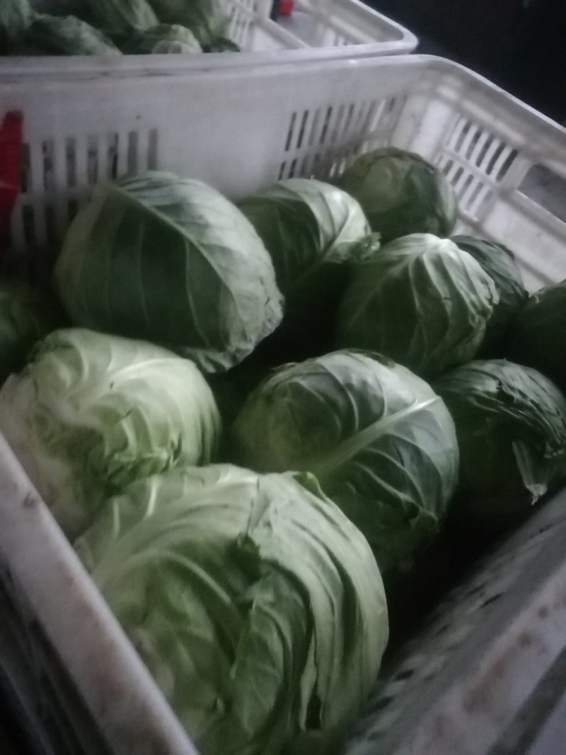 万亩甘蓝菜大量上市了，可协助配车等一条龙服务