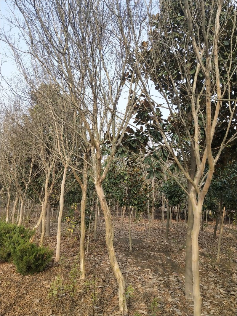 紫薇