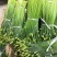 特质中华四季苔韭种子（散装）