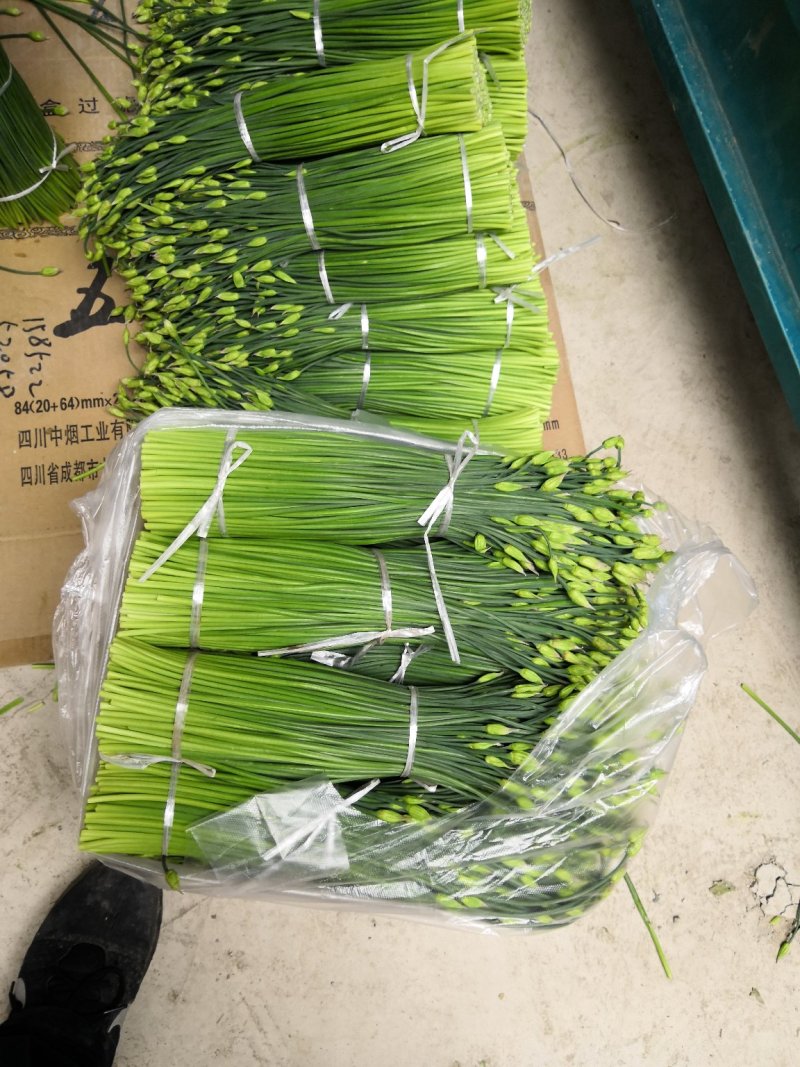 特质中华四季苔韭种子（散装）