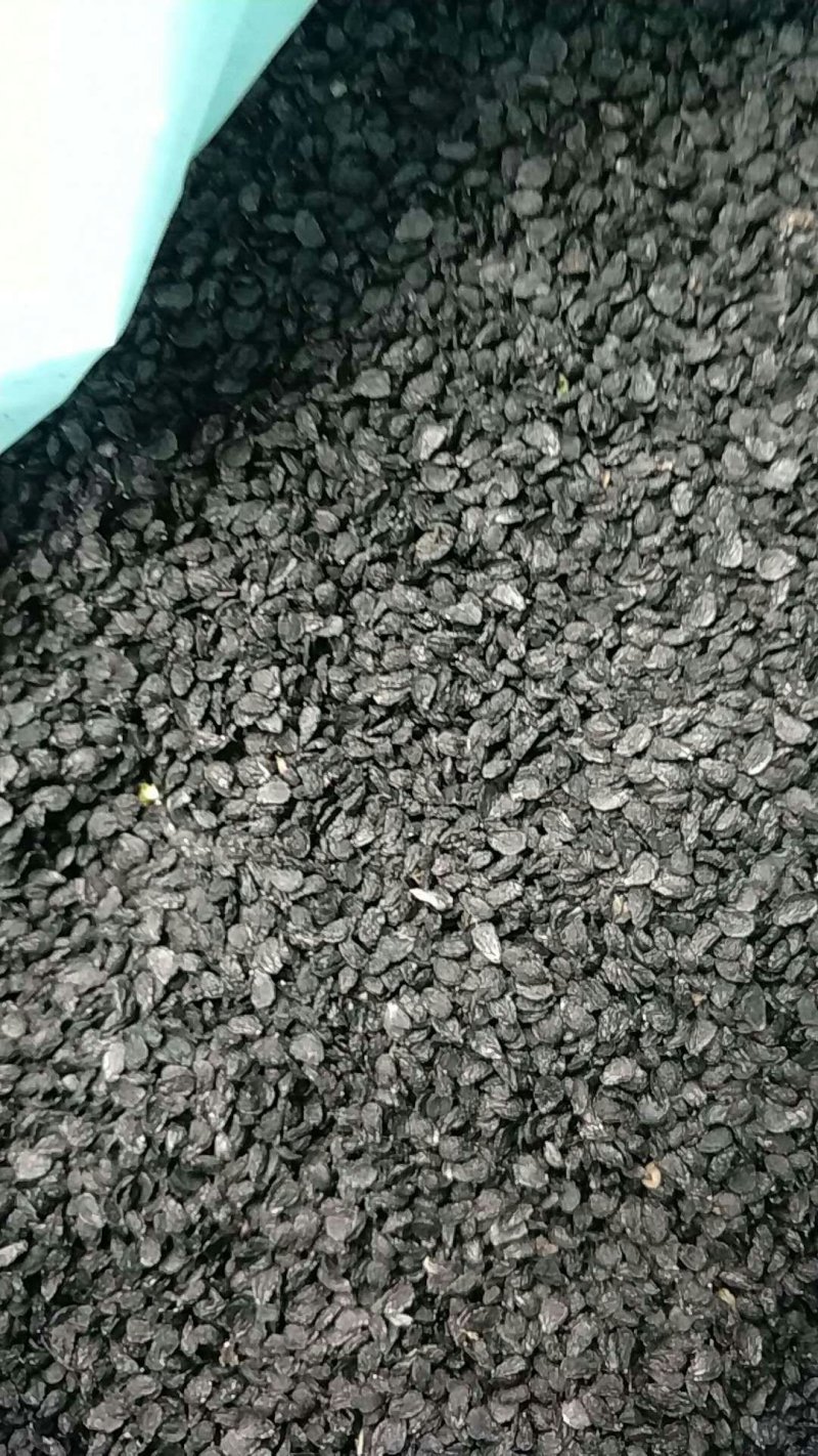 特质中华四季苔韭种子（散装）