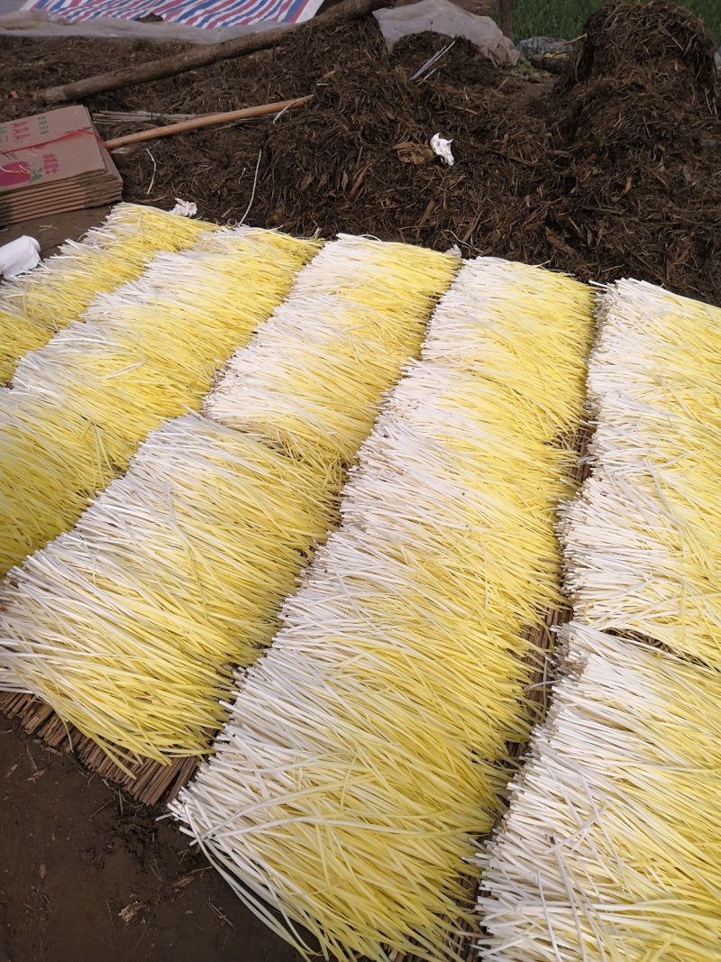 特质中华四季苔韭种子（散装）