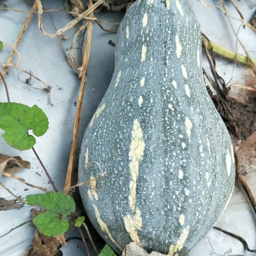 香芋南瓜