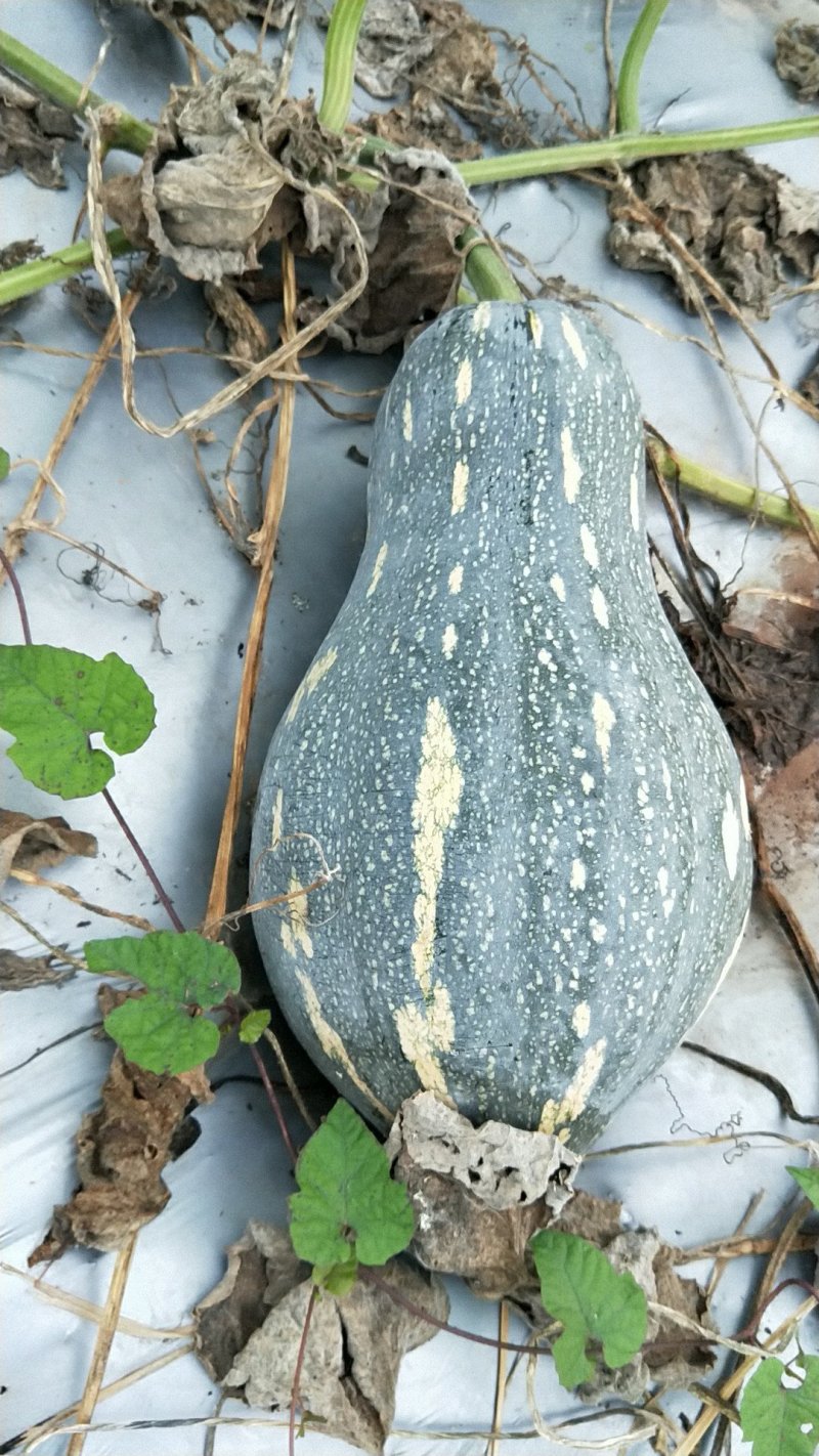 香芋南瓜