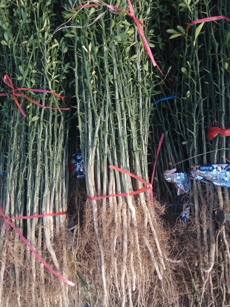 枸橘树大量供应