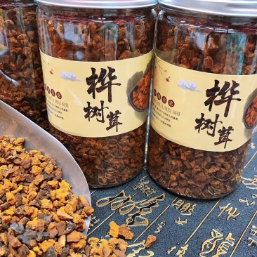 包邮桦树茸桦树孔菌颗粒基地常年供应量大从优