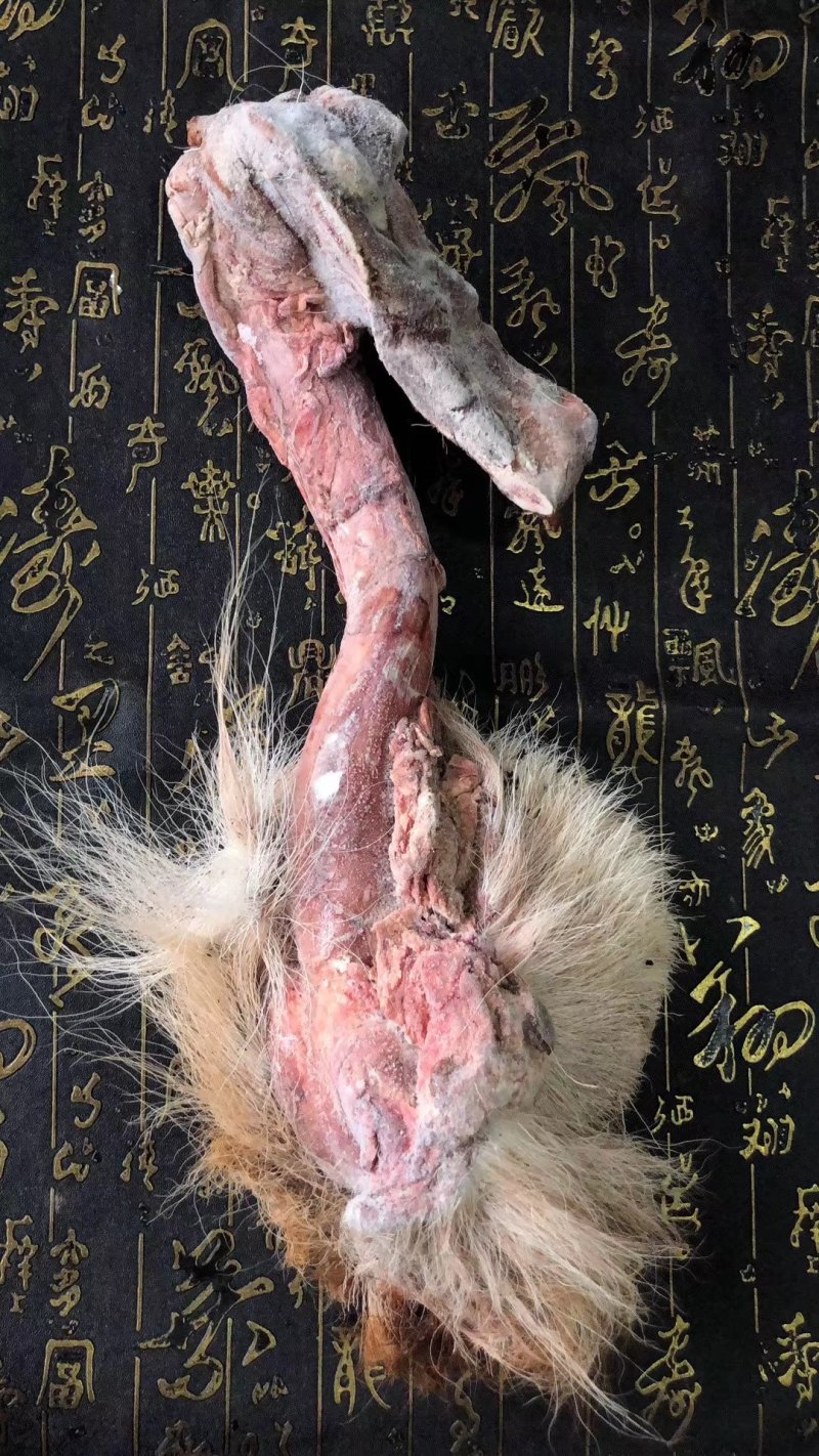 《明轩鹿业》带尾骨鲜鹿鞭