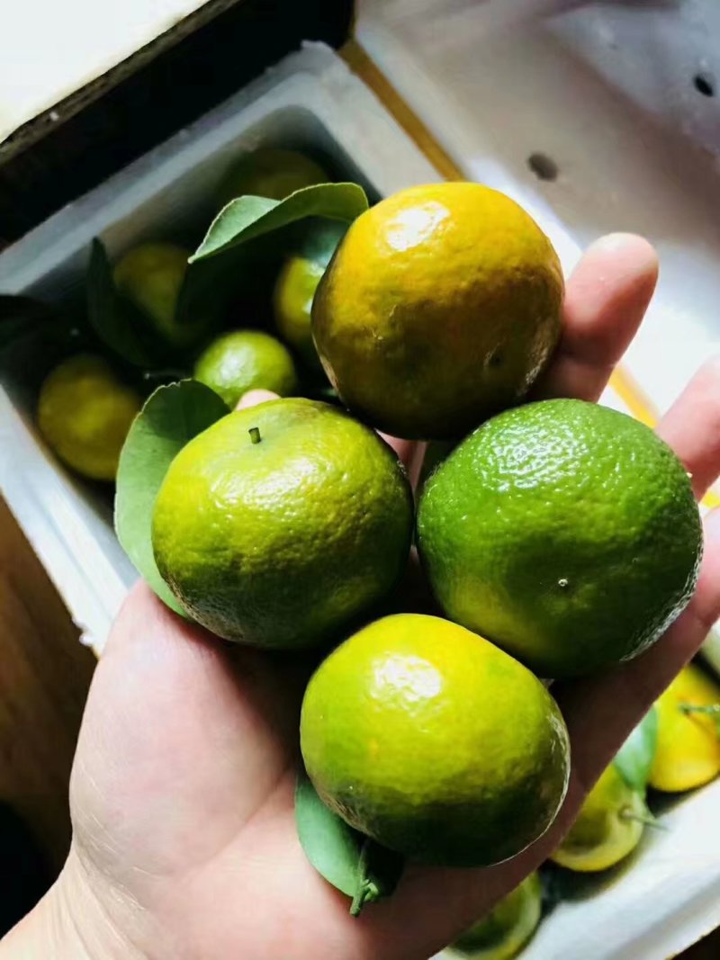 广西柑桔-蜜橘清香蜜橘大量现货欢迎咨询下单