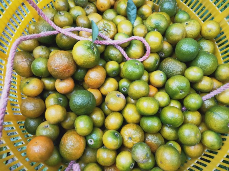 广西柑桔-蜜橘清香蜜橘大量现货欢迎咨询下单