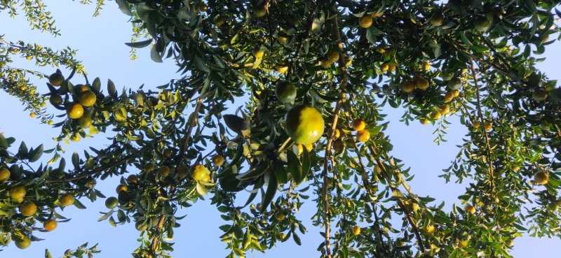 广西柑桔-蜜橘清香蜜橘大量现货欢迎咨询下单