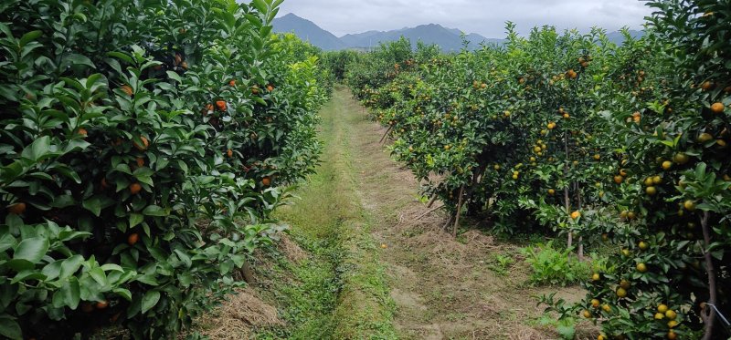 广西柑桔-蜜橘清香蜜橘大量现货欢迎咨询下单