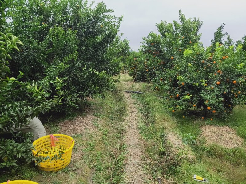 广西柑桔-蜜橘清香蜜橘大量现货欢迎咨询下单