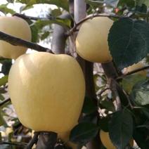 【荐】维纳斯黄金苹果苗自家苗圃精品苗木产地直供