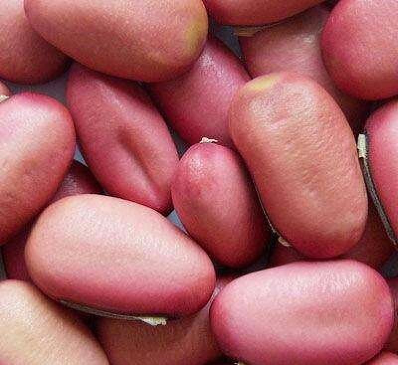 包邮刀豆红刀豆一公斤起批量大从优
