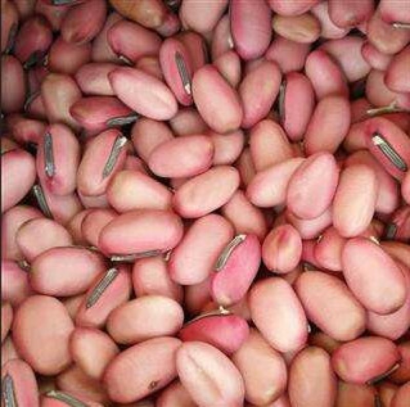 包邮刀豆红刀豆一公斤起批量大从优