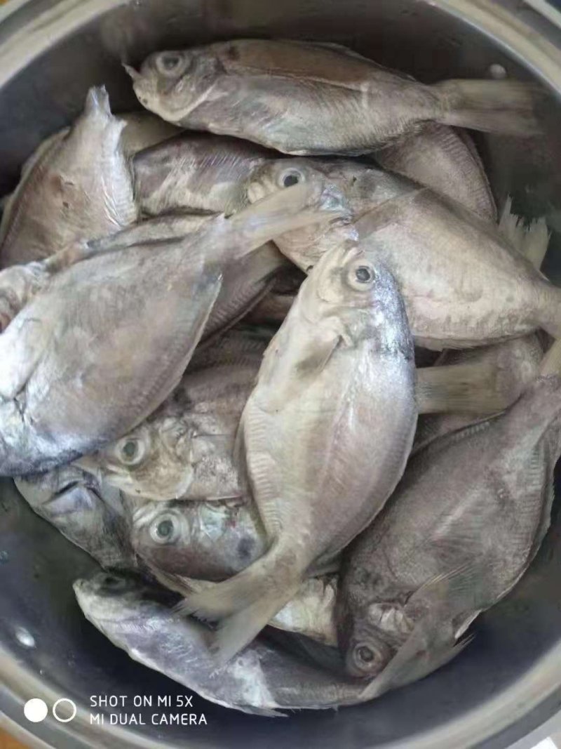 肉鲳鱼
