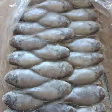 肉鲳鱼