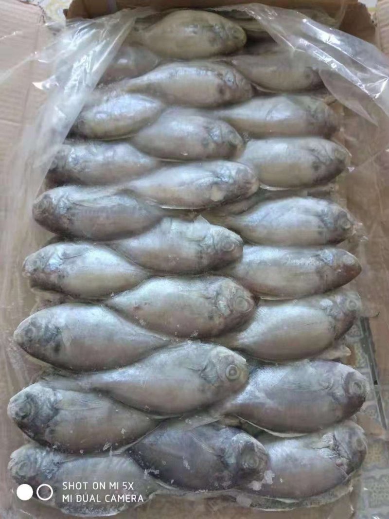肉鲳鱼